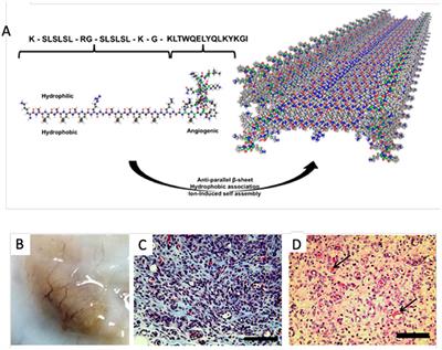 Peptide-Based Functional Biomaterials for Soft-Tissue Repair